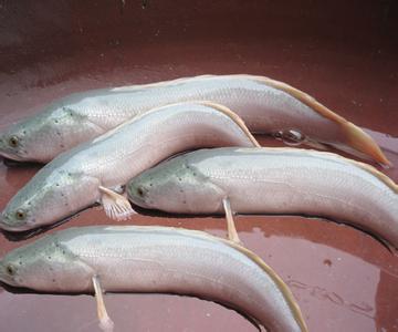 白乌鱼养殖技术